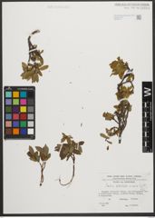 Foto von Salix waldsteiniana Willd.